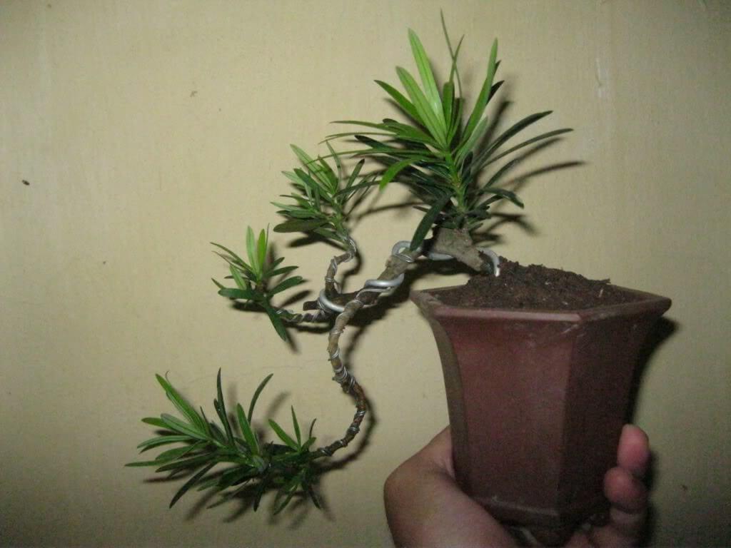 Cây TÙNG LA HÁN giống, cây cao 30-40 cm, bầu lớn, cây khỏe xanh, CÁCH TẠO THẾ BONSAI