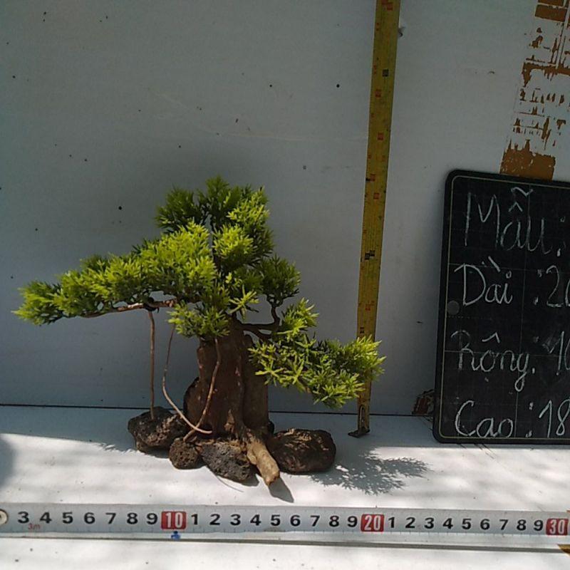 Bónai bể cá cảnh- bonsai hồ thủy sinh