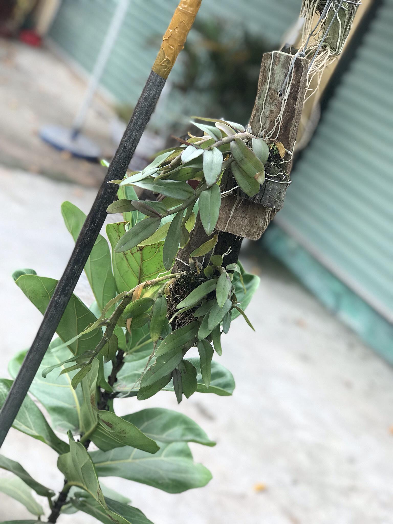 Lan Trầm Lai Phi Điệp Nhập Thái Lan - Ngắn khoang 10-15cm