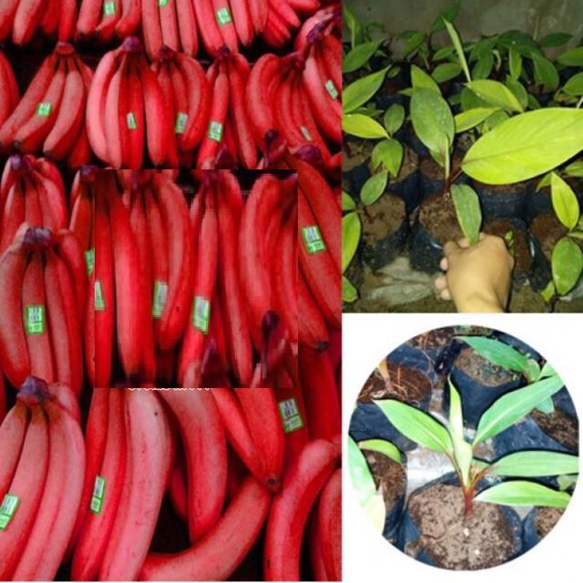 CÂY GIỐNG CHUỐI TÂY ĐỎ DACCA