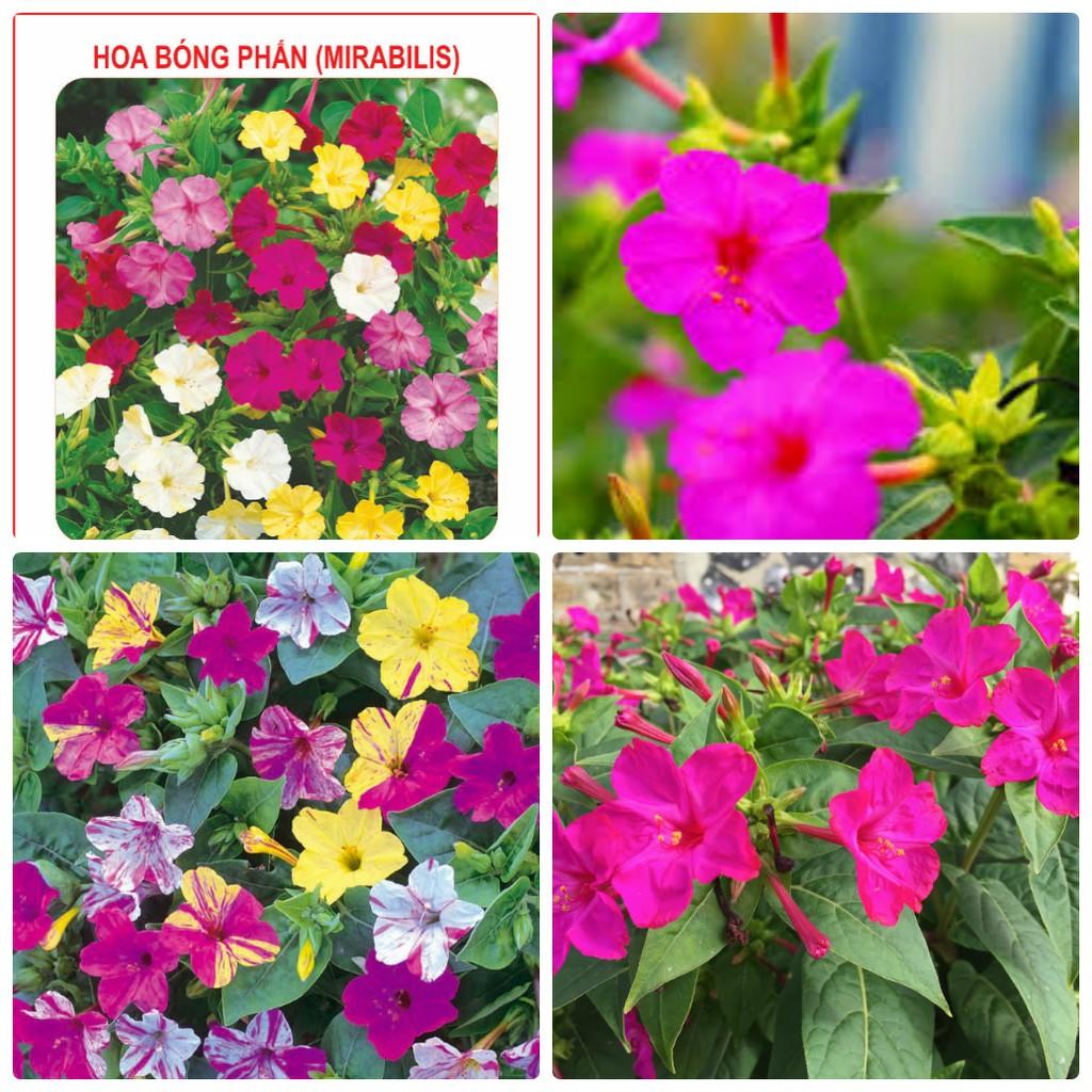 Hạt giống hoa bông phấn mix Nhiều màu 50 hạt/gói