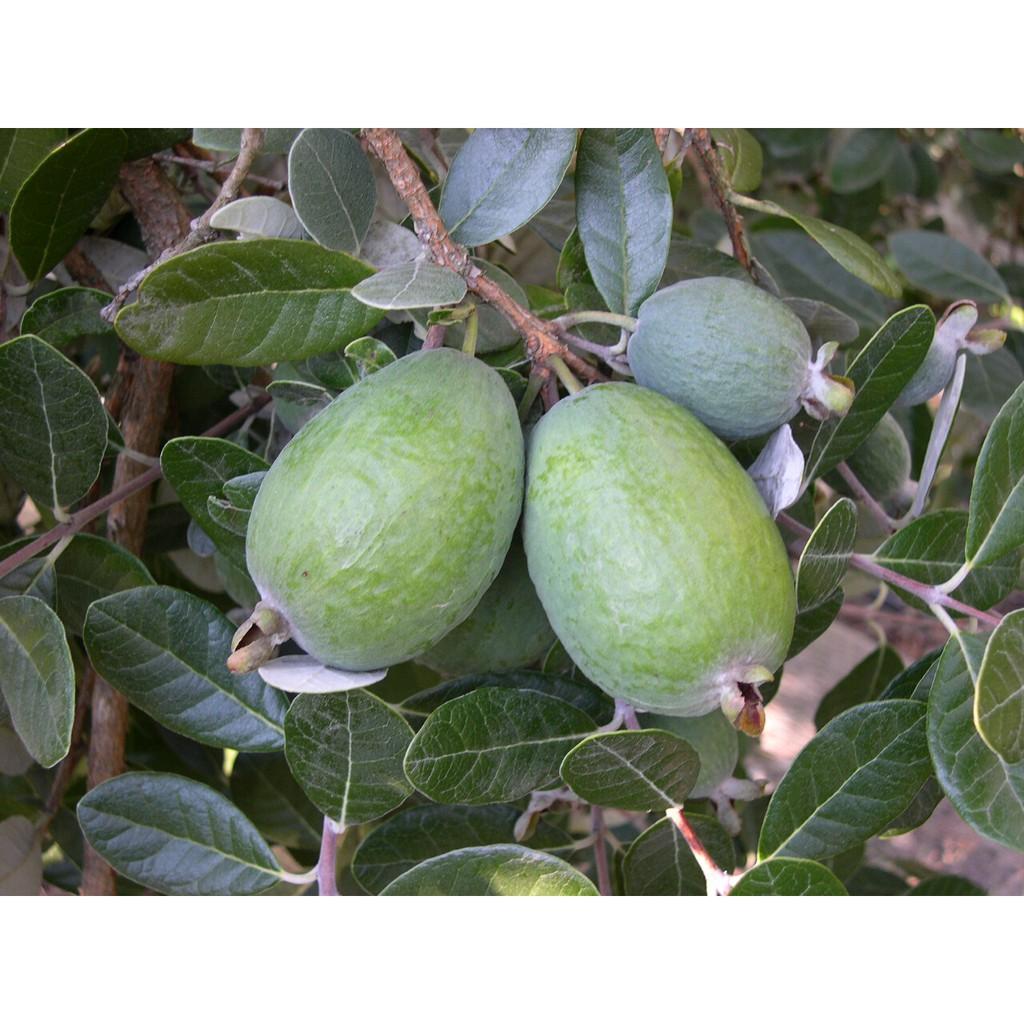 Cây giống ổi dứa