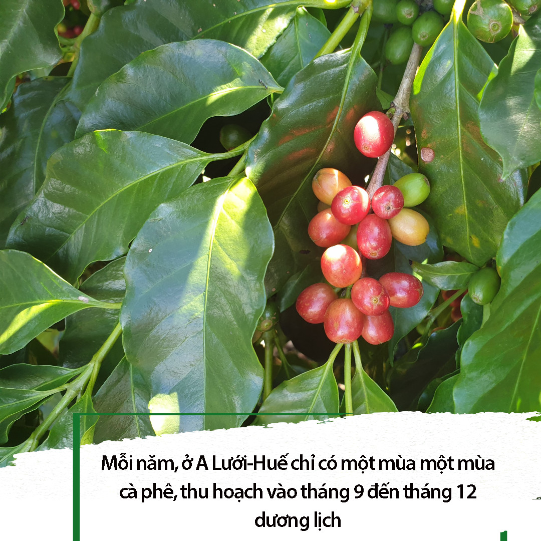 Cà phê hoà tan Cố Đô gu thơm 3in1 (hộp 10 gói x 22g)