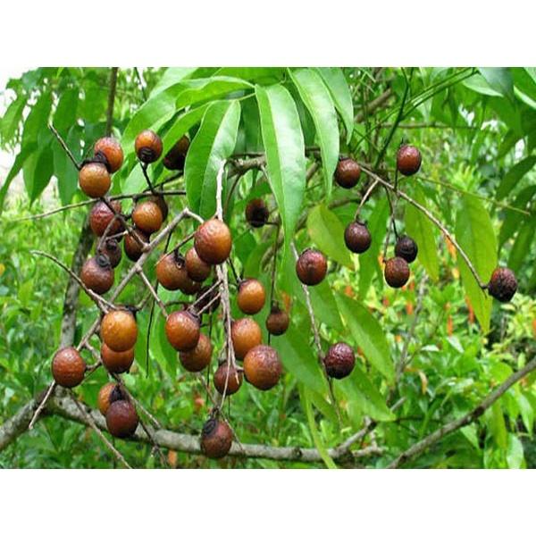 Cây giống Bồ Hòn
