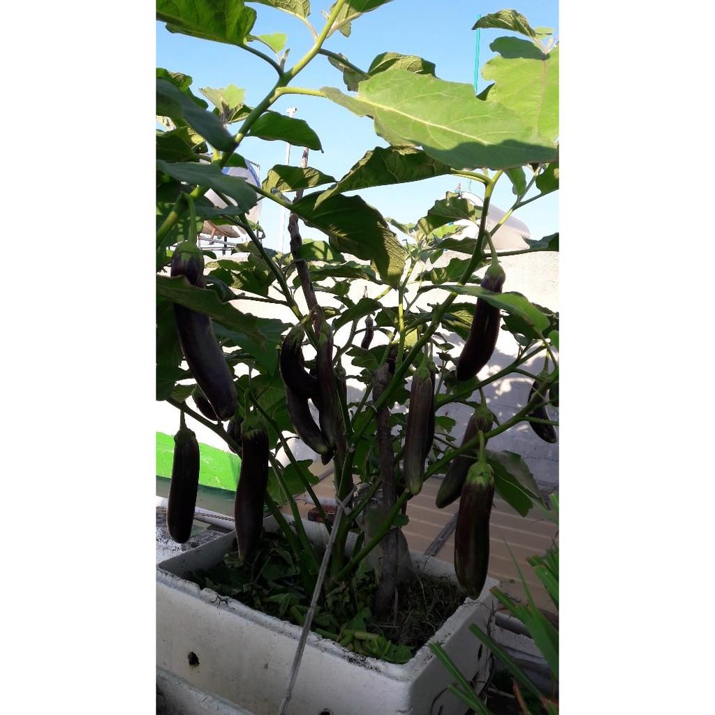 Hạt Giống Cà Tím Quả Dài Gieo Tháng 8,9,10,11,12