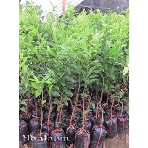 Combo 2 Cây giống chanh đào