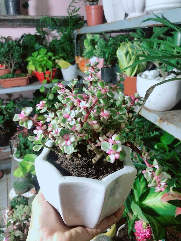 Chậu Cây Cành Vàng Lá Ngọc