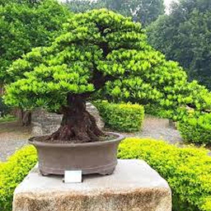 CÂY GIỐNG CÂY VẠN NIÊN TÙNG KIM CƯƠNG