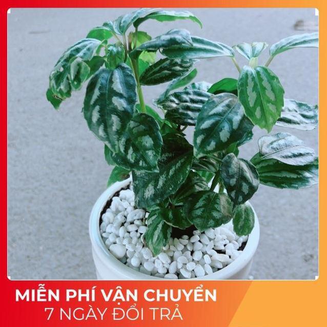 Chậu Cây Lá Dưa Hấu