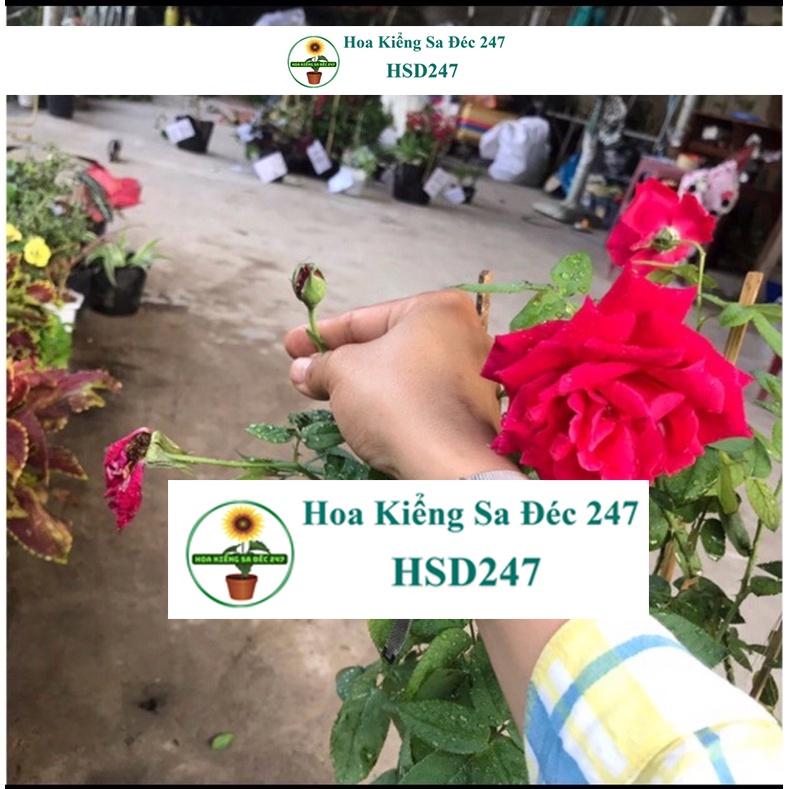 Hoa Hồng Nhung Sa Đéc