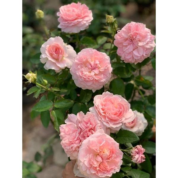 Hoa hồng Miranda rose - hồng bụi, hoa to, thơm