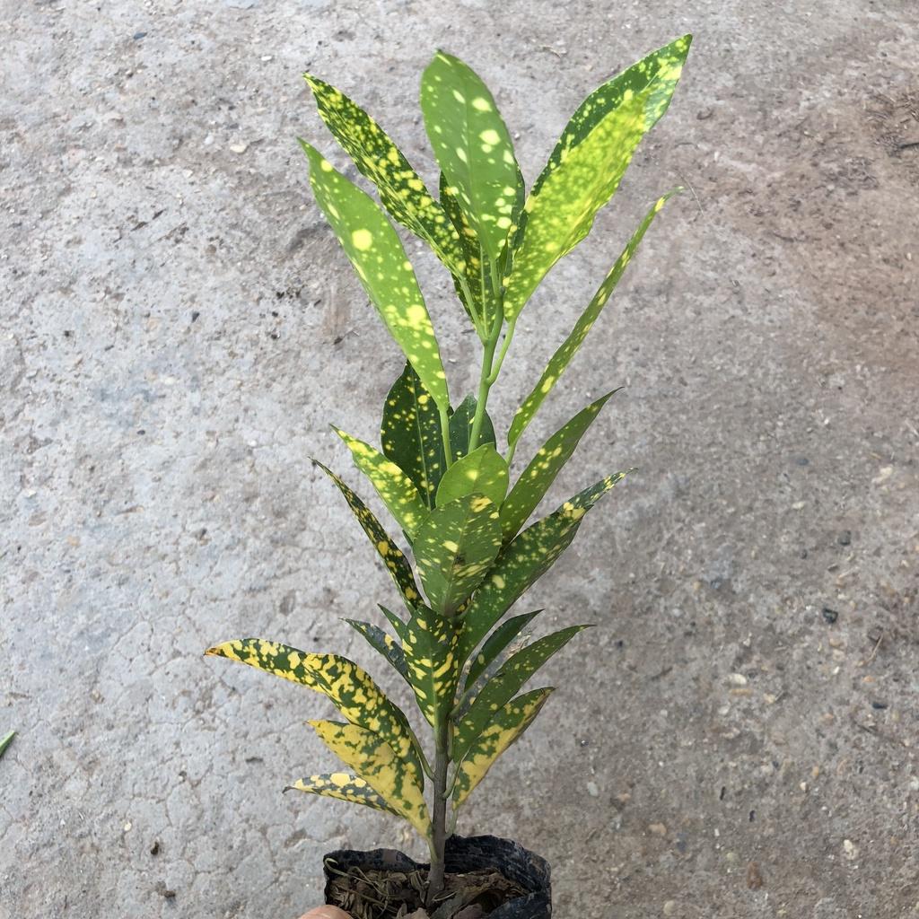 Cây cô tòng vàng anh, chiều cao 20cm lá vàng đốm bắt mắt sức sống khỏe thích nghi tốt, thích hợp trang trí cảnh quan