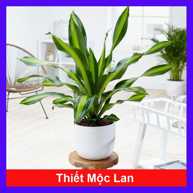 Cây Phát Tài - cây cảnh trong nhà + tặng phân bón cho cây mau lớn