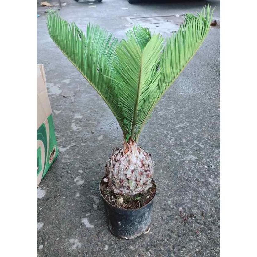 Chậu Vạn Tuế Bán Chạy