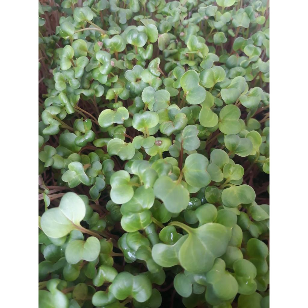 Hạt giống Rau Mầm đỏ