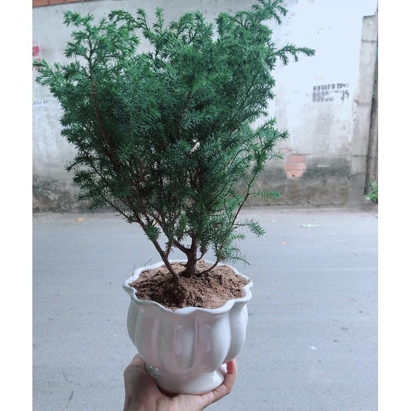 Chậu Tùng Bồng Lai