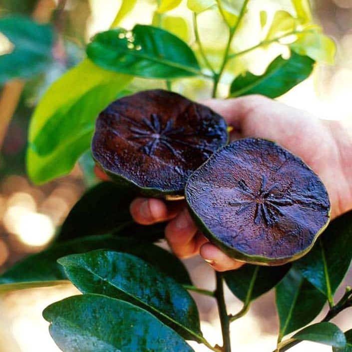CÂY GIỐNG HỒNG ĐEN SOCOLA CHO TRÁI SIÊU SỚM