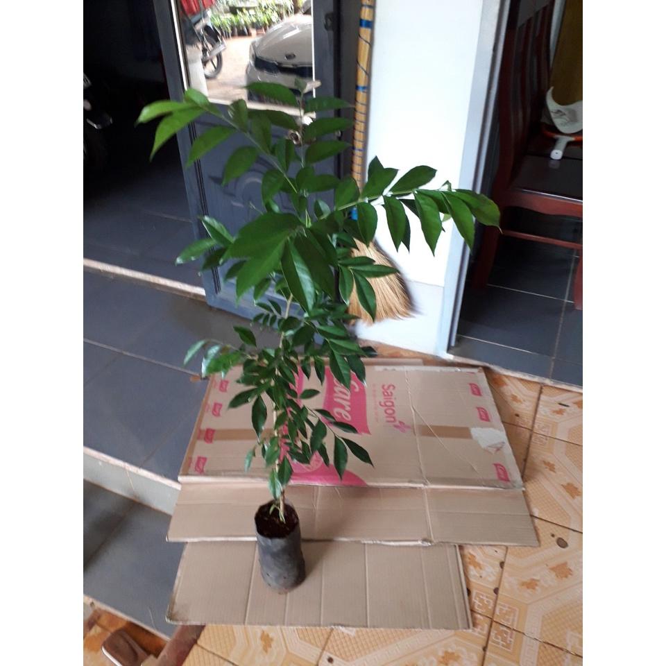 Combo 10 cây Móc Mật cao khỏe như hình .