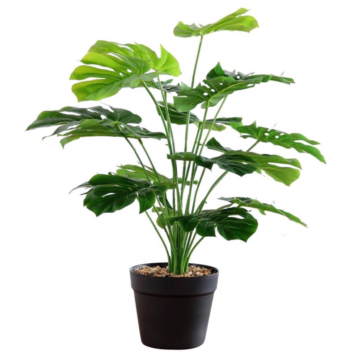 Cây Lá Rùa DECOR cỡ lớn cao 50cm