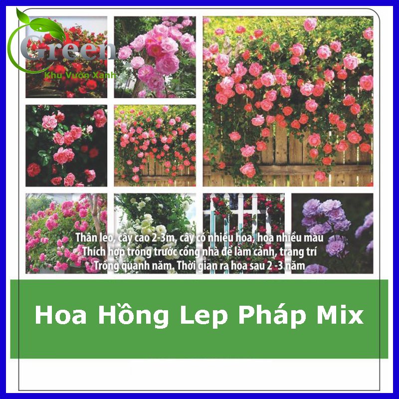 Hạt Giống Hoa Hồng Leo Pháp Nhiều Màu Mix