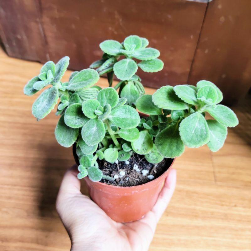 CB chậu mặt cười, sen thơm, xương rồng, sỏi và phụ kiện trang trí
