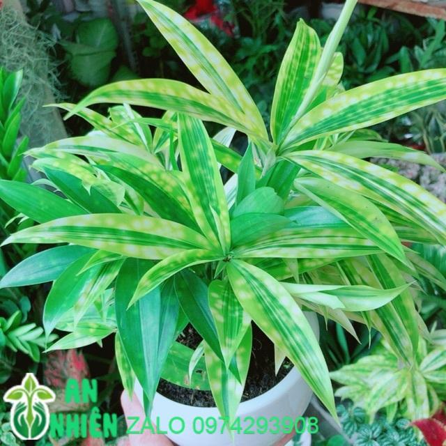 Chậu Cây Trúc Nữ Hoàng