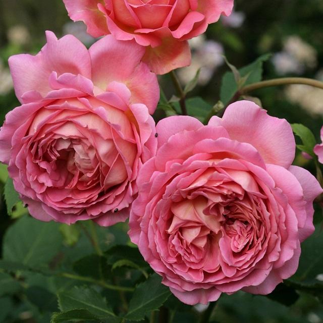 Hoa hồng ngoại Jubilee Celebration rose –