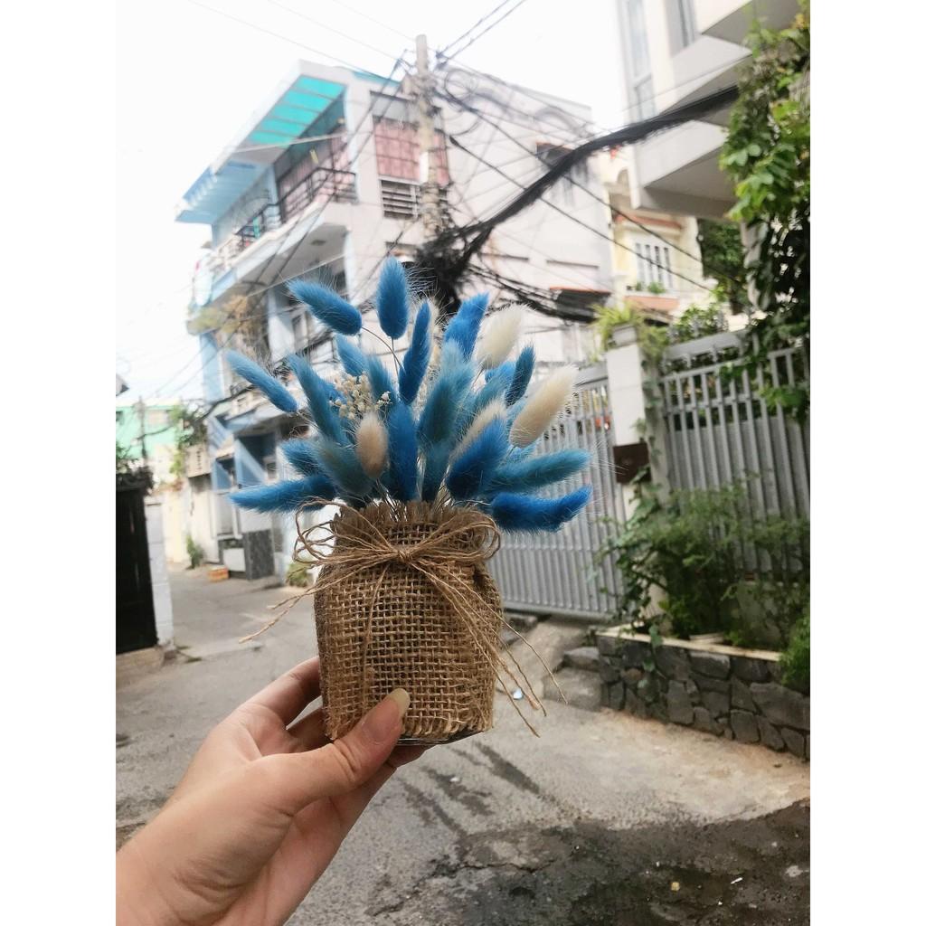Chậu hoa đuôi thỏ xanh