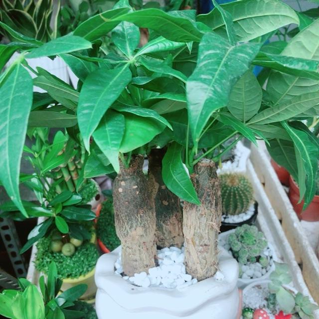 Chậu Kim Ngân 3 Thân