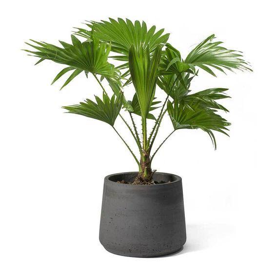 CÂY CỌ LÙN CẢNH