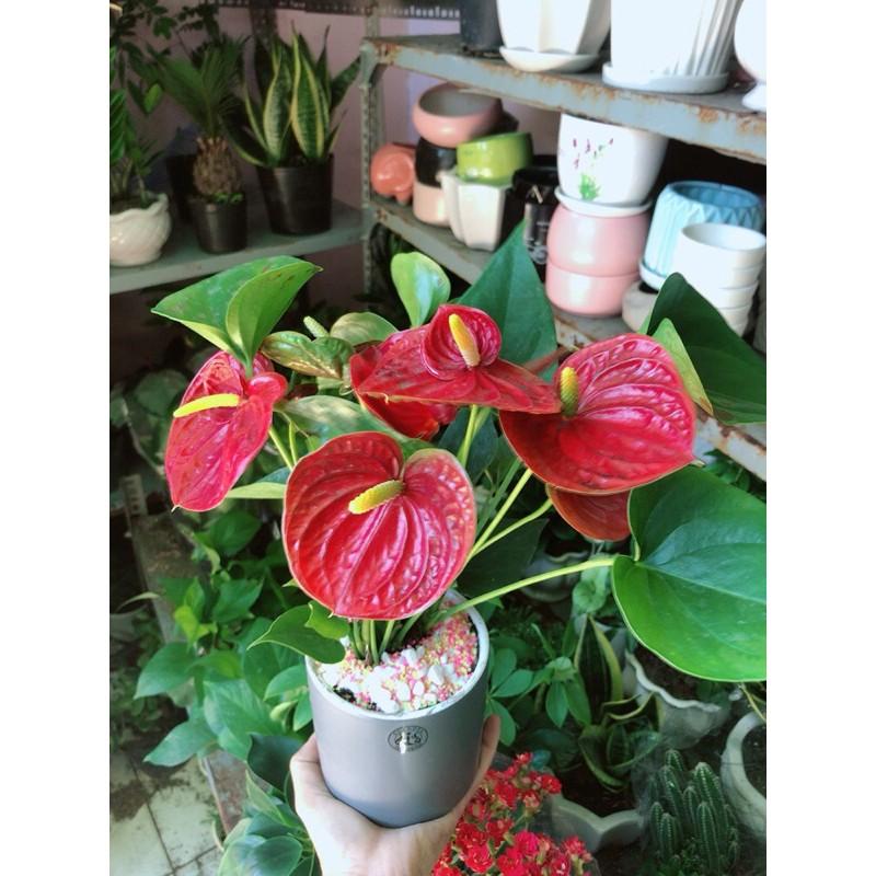 Chậu Cây Hồng Môn