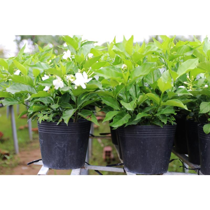 CÂY giống HOA NHÀI TÂY