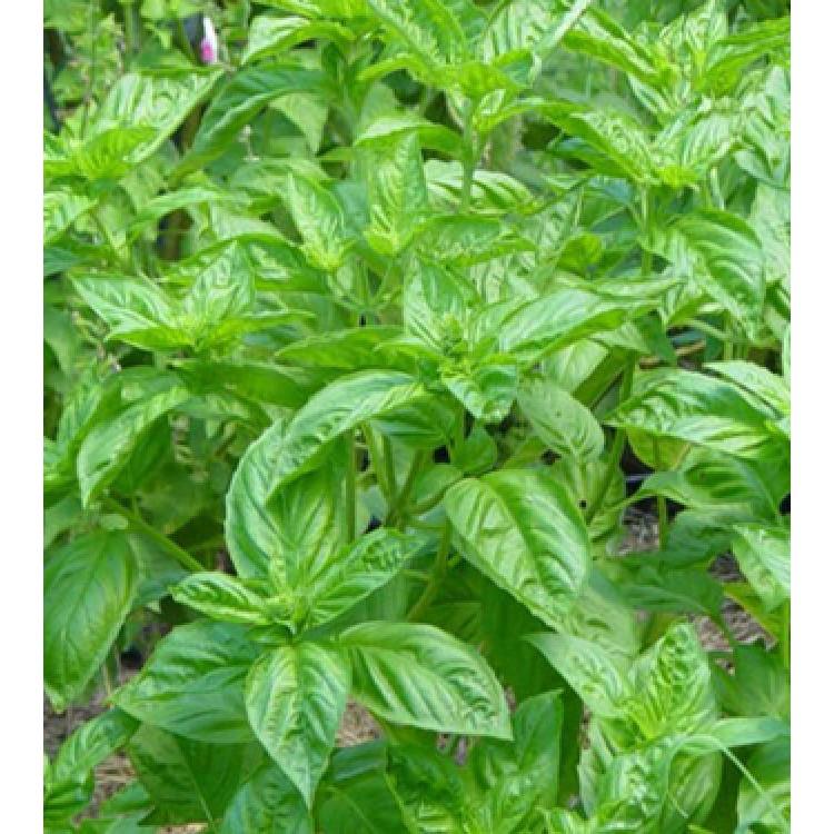 Hạt giống húng tây Húng tây – 1Gram/gói