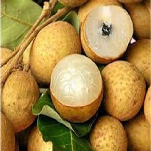 Cây NHÃN KHÔNG HẠT THÁI LAN ghép giống, cây siêu quả, quả cực ngon cam kết giống chuẩn