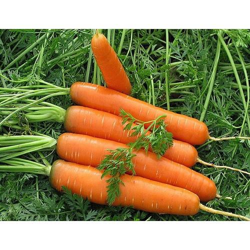 Gói 10g Hạt giống cà rốt Kuroda chịu nhiệt năng suất cao - Anh nông dân chính hiệu