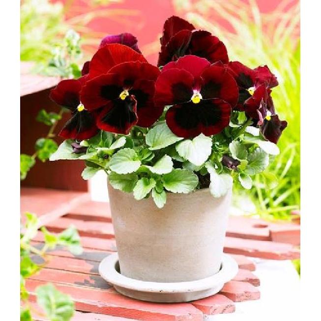 Hạt giống hoa pansy hoa cánh đơn nhiều màu - Gói 50 hạt