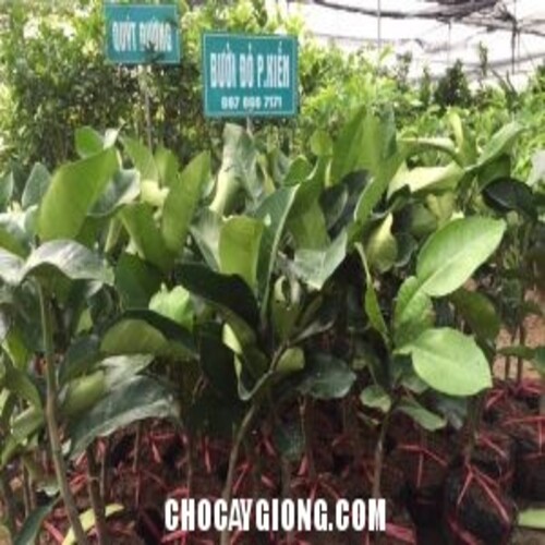 Cây Bưởi đỏ Phúc Kiến
