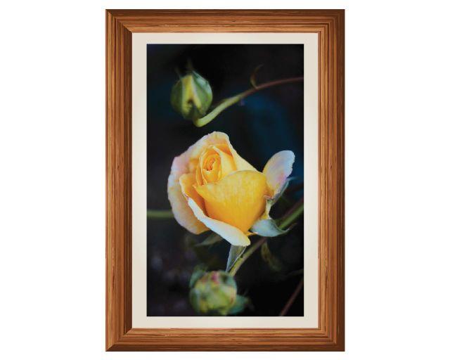Tranh dán tường hoa phong thủy 153_56cm x 80cm_DECAL VIP