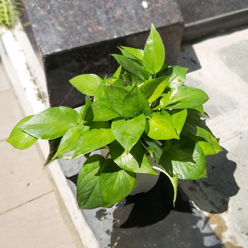 Chậu trồng cây trong nhà cao cấp Minigarden Basic Pot S nhập khẩu Châu Âu, Nhựa PP Chống UV, có khả năng tự hút nước và thoát nước giúp cây sống tốt mà không cần chăm sót