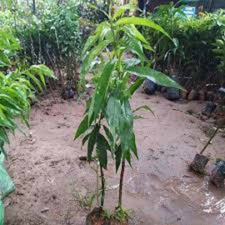 CÂY GIỐNG ĂN QUẢ CÂY ĐÀO MỎ QUẠ