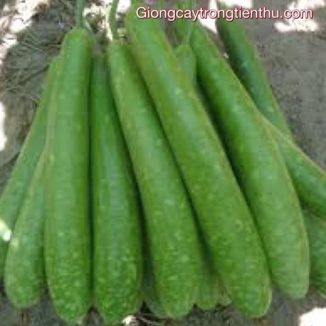 HẠT GIỐNG BẦU SAO TRÁI DÀI