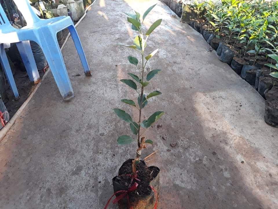 Cây Táo Đỏ Lùn F1