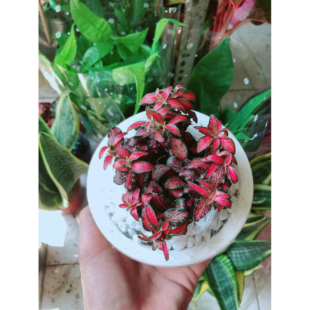Chậu cây cẩm nhung Bán Chạy