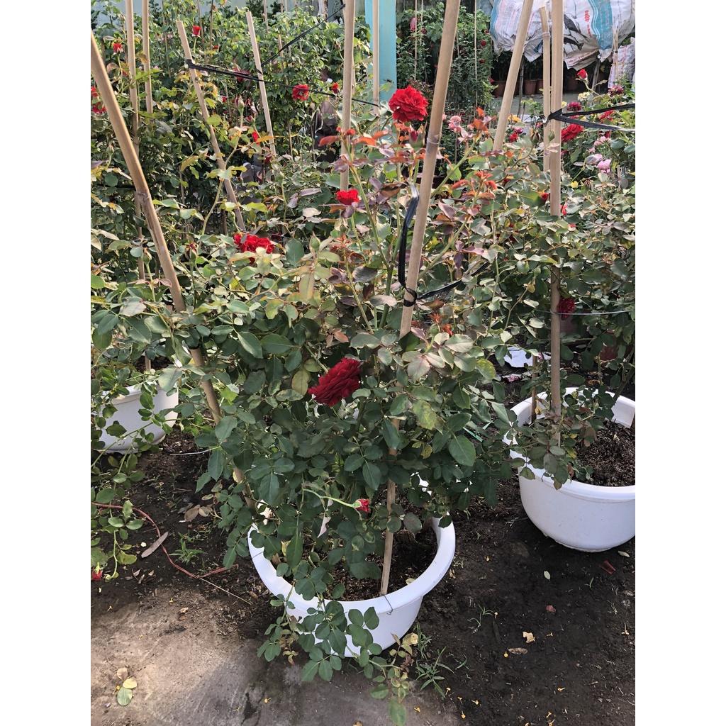 Chậu hoa hồng cổ Hải Phòng cao 150 cm chỉ giao tại TP.HCM