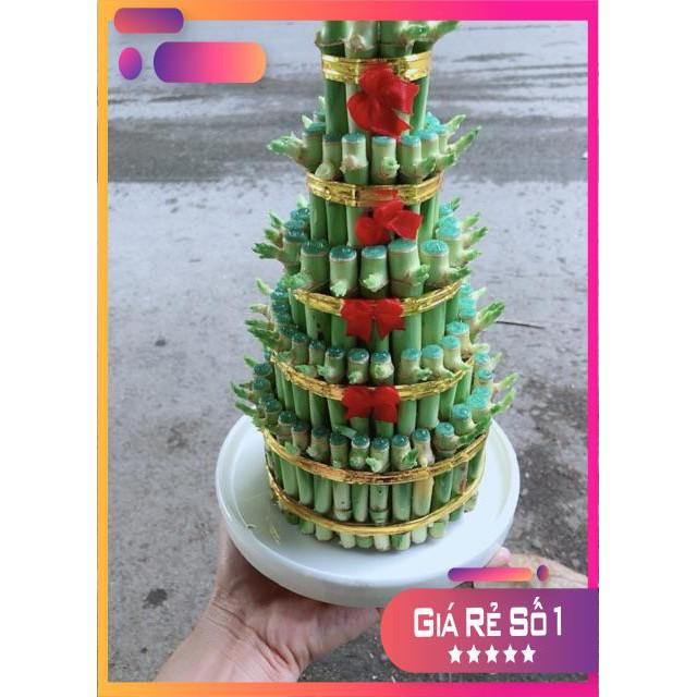 Cây Trúc Phát Tài Kèm Dĩa