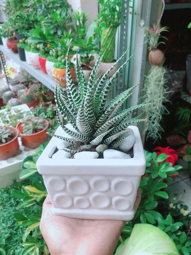 Chậu Cây Xương Rồng May Mắn