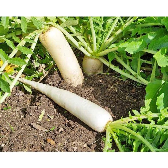 Hạt giống Củ Cải Trắng, đóng gói 20gr , dễ trồng, năng suất cao