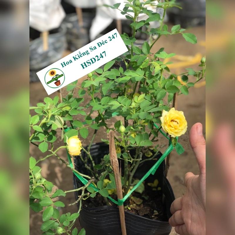Hoa hồng trứng vàng nhỏ - Tặng phân bón