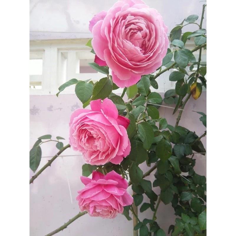 Cây hoa hồng ngoại Misato- bầu cây to trưởng thành