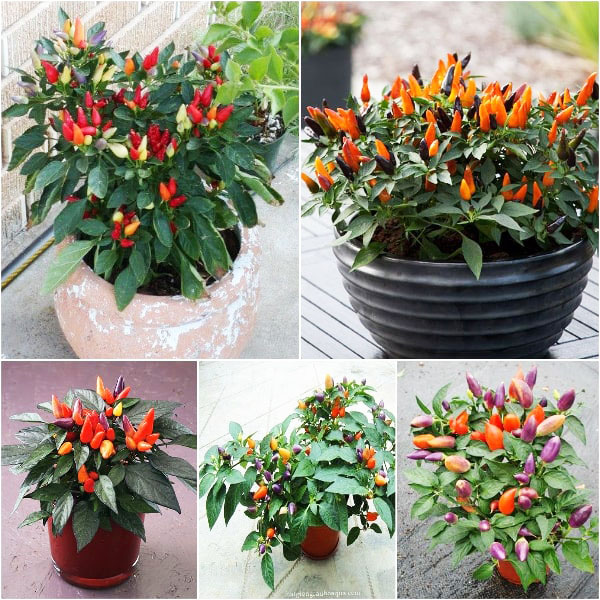 Hạt Giống Ớt Ngũ Sắc - Quả Ớt Nhiều Màu Trồng Chậu